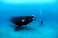 Brian Skerry