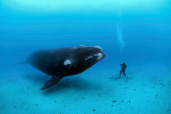Brian Skerry